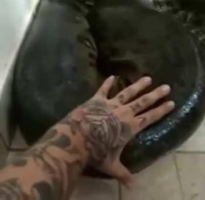 Man checks anaconda’s size that entered his home with smart scaling method.