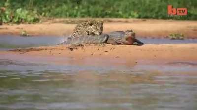 🔥Jaguar ambushes water predator from behind.