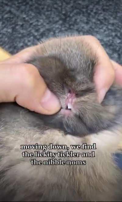 A cute Bunny Anatomy video