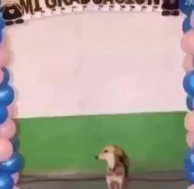 Türkiye de köpek olmak da zor