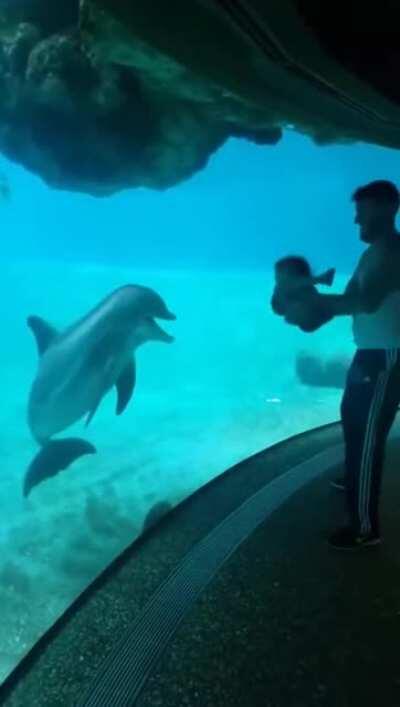 Giving a dolphin a show.