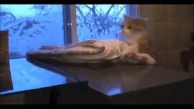 All of his nine lives flashed before his eyes.