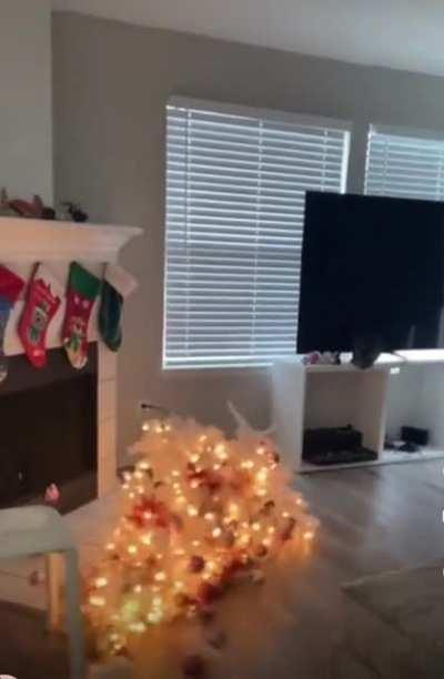 First Picture Of The Tree This Year