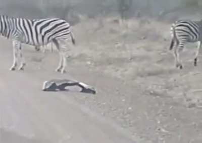 Bal porsuğu reis bu seferde yavrusuna saldıran zürafa ibnesine göz dağı veriyor