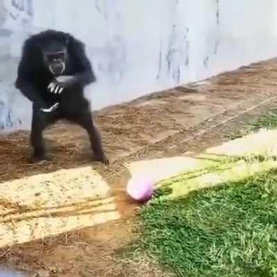 Up vote the Monke 😳