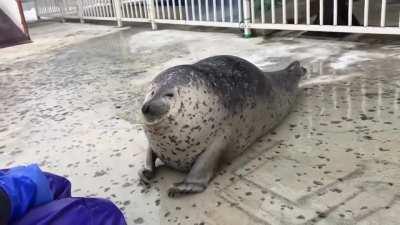 Cute seal goes S Q U O S H then E X T E N N D