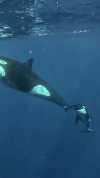 Orca mom and calf communicating with each other through whistles and clicks