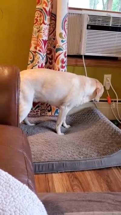 She's the happiest dog in the world except when she tries to nap on this dog bed. She gets so angry.
