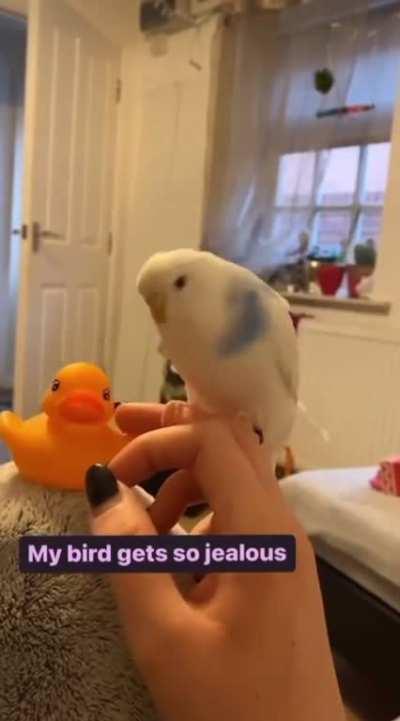 Making a bird jealous