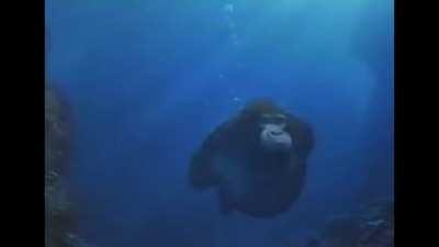 Monke Swimming in paradise