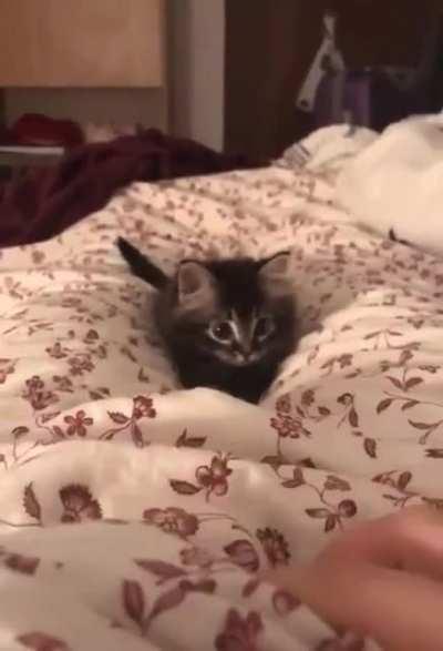 Look at this cute kitten!