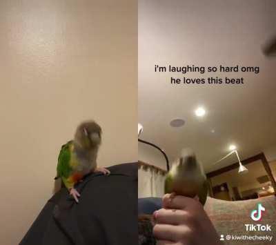 My bird dancing to cbat- Kiwi is ridiculous