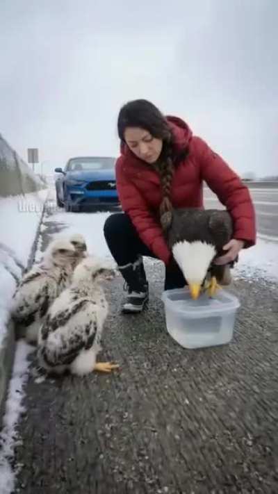 Is this ai, or do you really need to water a bald eagle to revive it?