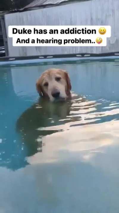 Doggy daze of summer