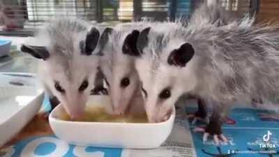 Judging by the lip smacking the rescued baby Opossums are enjoying their banana treat at Second Chances Wildlife Center in Kentucky.