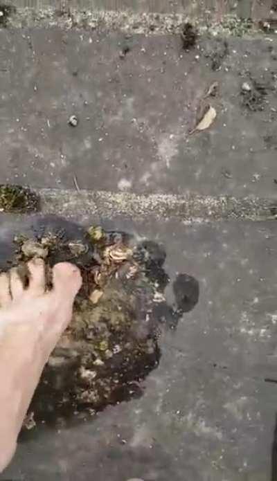 Massive Snail Pile. Sound On!!