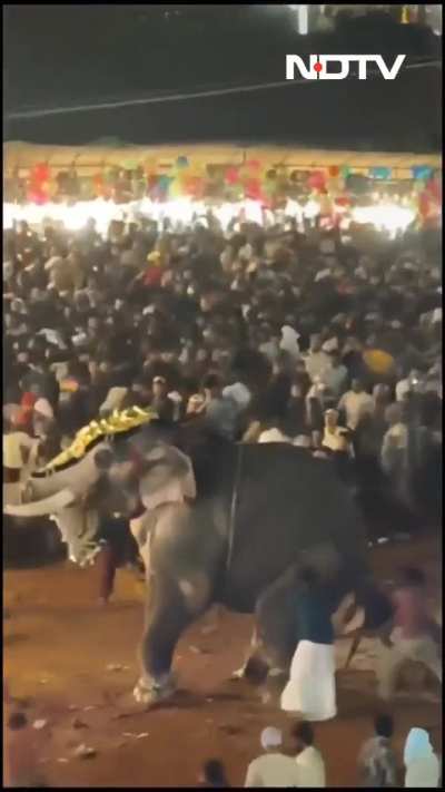 Elephant ragdolls a man at Kerala festival in India 