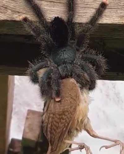 Avicularia enjoying a light snack