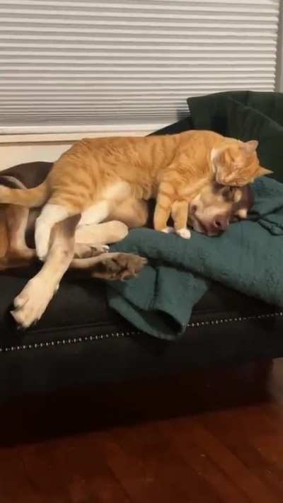 When I say my love language is physical touch this is what I mean