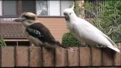 🔥 Cockatoo pulling an annoyed Kookaburra’s tail feathers 🔥