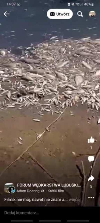 Poland's second longest river, the Oder, has just died from toxic pollution. In addition of solvents, the Germans detected mercury levels beyond the scale of measurements. The government, knowing for two weeks about the problem, did not inform either resi