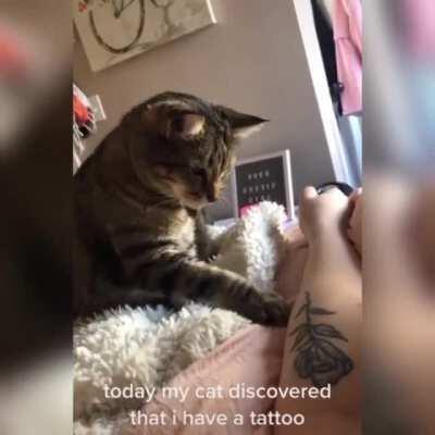 Omg!! Lovely kitten 😻