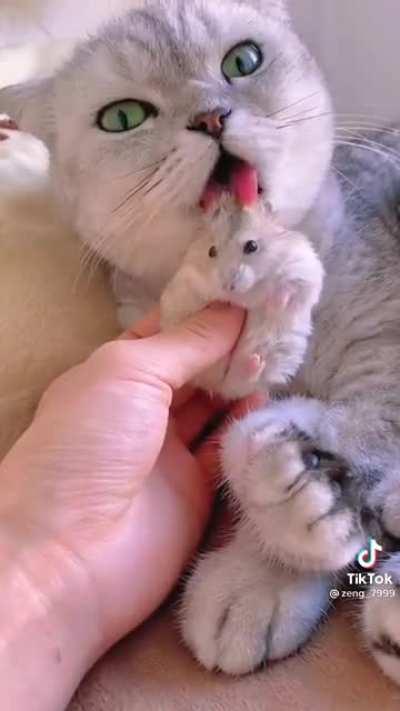 This cat and hamster are buddies 😁