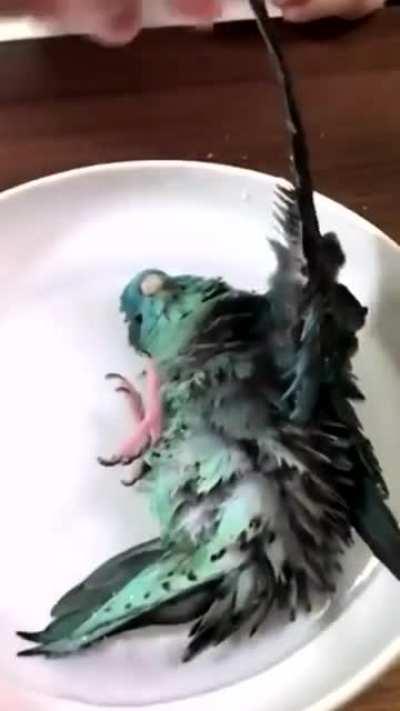 Bird Shower