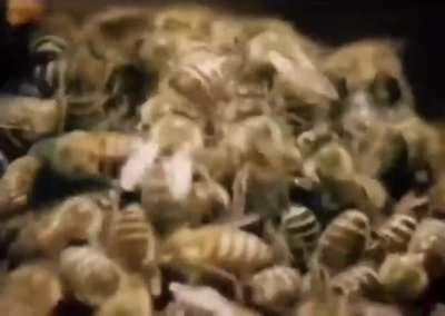The hornet that kills the honey bee is attacked by other honey bees