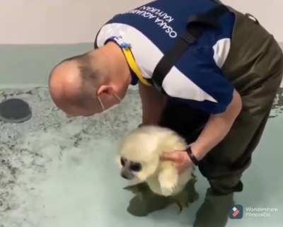 Cute baby seal is introduced to water for the first time