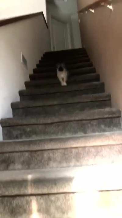 When your new puppy is TOO excited to see you