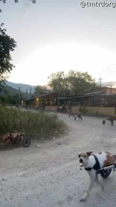 Disabled dogs in wheelchairs run freely at a shelter in Thailand