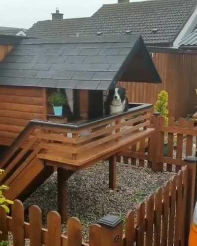 Luxury dog log cabin