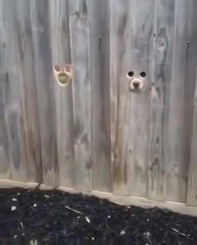 The Bork Knight, The Greatest Sleuther