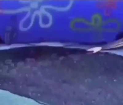 aw heck nah why strongbong run over bran