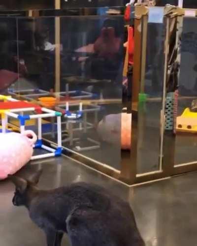 The Raccoon Can't Jump