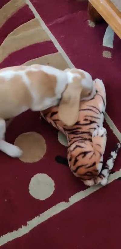 He loves his toy so much.