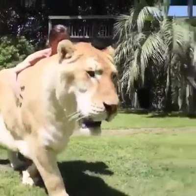 A cross between a male lion and a female tiger, a Liger!