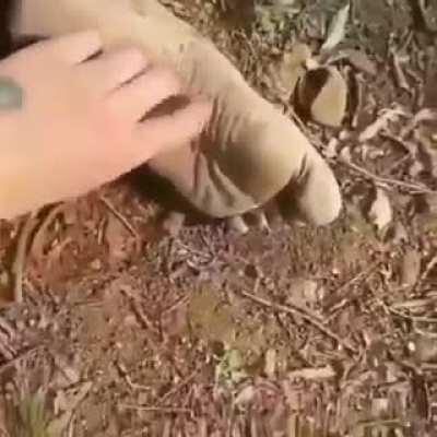 Cuchi,cuchi cuchi cuchi cuchi