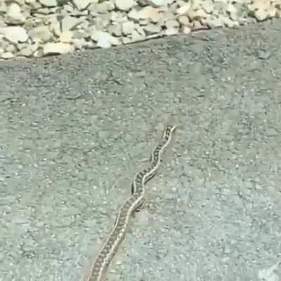 This snake