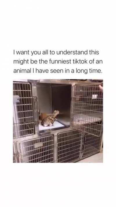 ruthLeSs man BrutaLLy FACe pUncHEs pOor OWL!!!