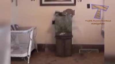 Hitcat makes a tactical mistake