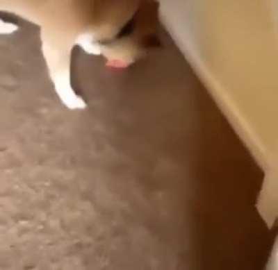 He likes his new toy