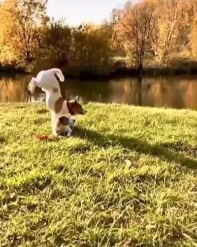 He lands after a perfect backflip!