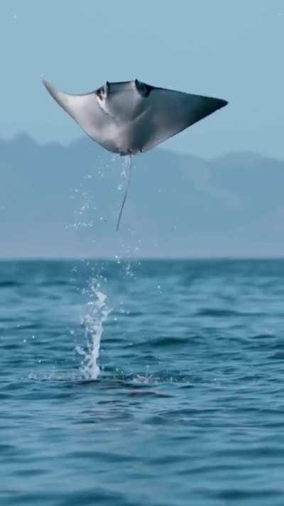 A stingray jumping out of water