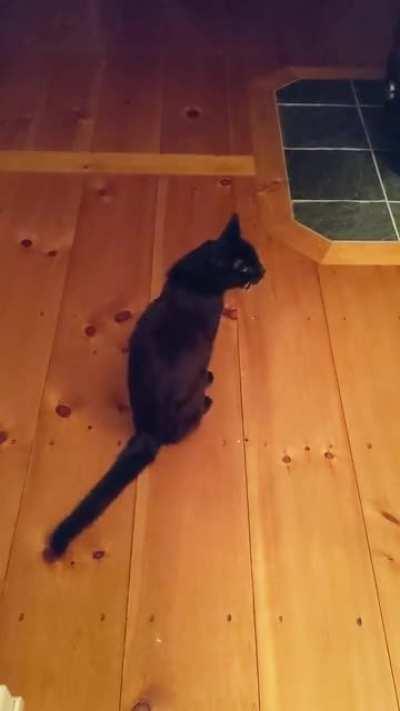 Mr. Yowl has some things he'd like to say