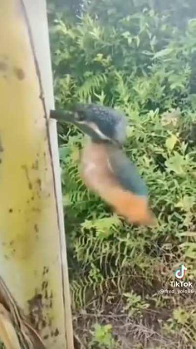 Man helps bird get into a tree.