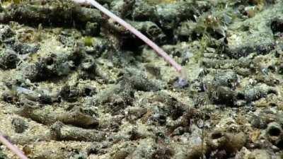 Deep sea blind lobsters (Acanthacaris) typically hunt from their burrows but they have also been observed venturing out to lure prey.