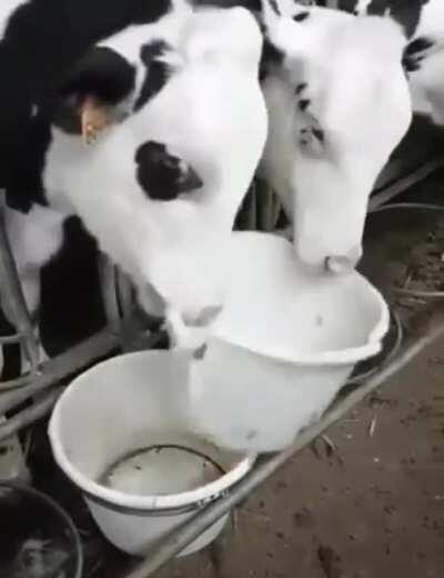 Cow stealing food