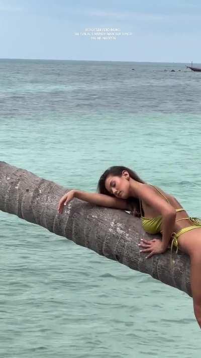 Napping on a Palm Tree